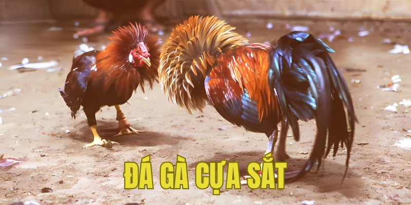 Banner www.redevent.com.vn